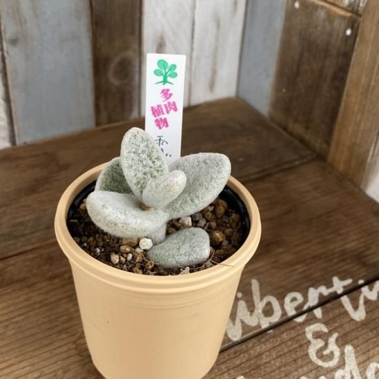 カランコエ 雪だるま - 多肉植物 人気の多肉植物 多種類の多肉