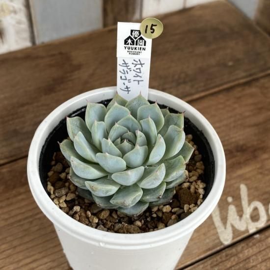 多肉植物　エケベリア　45.ホワイトザラゴーサ×コロラータタパル 多肉植物 エケベリア 45.ホワイトザラゴーサ×コロラータタパル 494