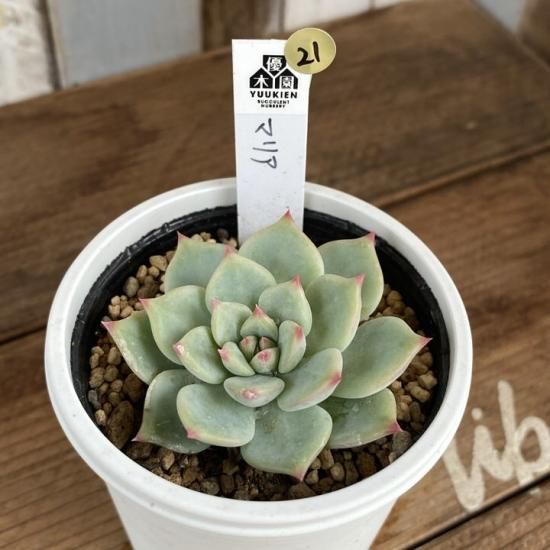 マリア 現物商品 - 多肉植物 人気の多肉植物 多種類の多肉植物通販専門