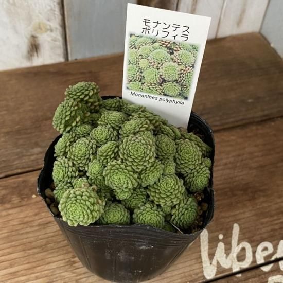 モナンテス ポリフィラ - 多肉植物 人気の多肉植物 多種類の多肉植物 ...