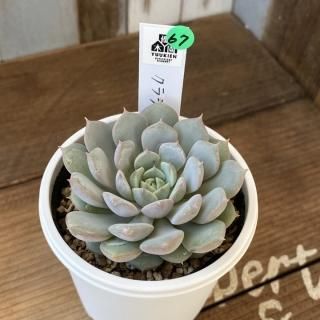 優木園 - 多肉植物 人気の多肉植物 多種類の多肉植物通販専門店 優木園 - 多肉植物 人気の多肉植物 多種類の多肉植物通販専門店