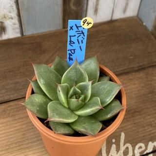おらいさんで生産された多肉植物商品一覧ページ|多肉植物通販 おらいさんで生産された多肉植物商品一覧ページ|多肉植物通販