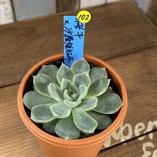 おまとめ中！39SALE！多肉植物^o^   ムラサキ 楽天市場】多肉植物 oriミックスベリア No.058 黒銀姫 多肉植物