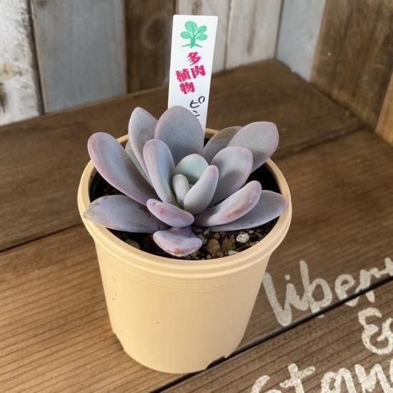 グラプトベリア ピンクシフォン 多肉植物 人気の多肉植物 多種類の多肉植物通販専門店リバスタ