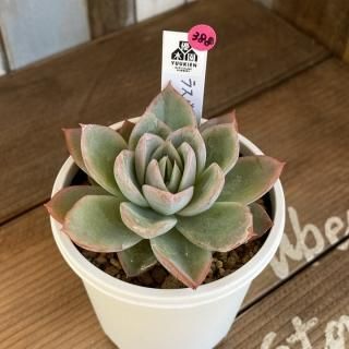 優木園 - 多肉植物 人気の多肉植物 多種類の多肉植物通販専門店 優木園 - 多肉植物 人気の多肉植物 多種類の多肉植物通販専門店