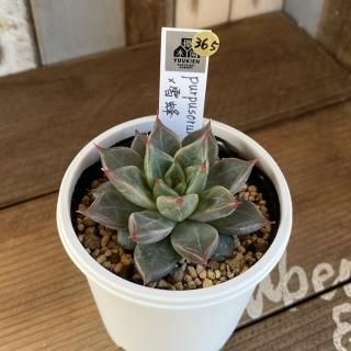 優木園 - 多肉植物 人気の多肉植物 多種類の多肉植物通販専門店
