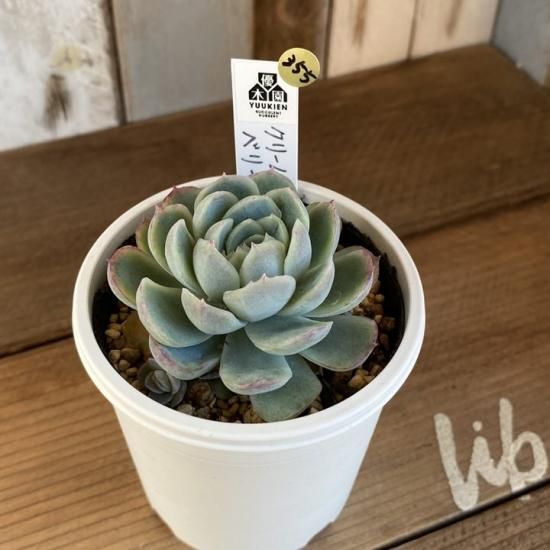 クリームベリー 現物商品 - 多肉植物 人気の多肉植物 多種類の多肉植物 ...