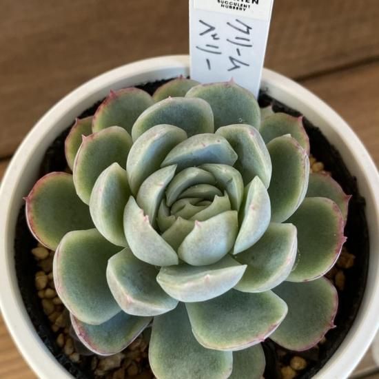 クリームベリー 現物商品 - 多肉植物 人気の多肉植物 多種類の多肉植物 ...