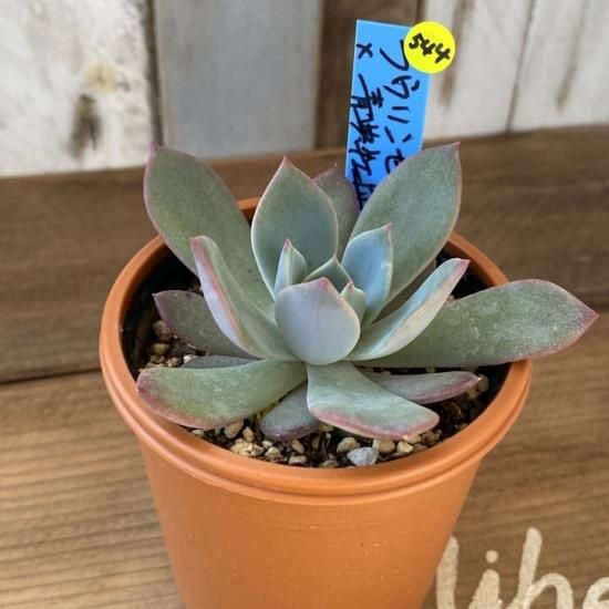ラウリンゼ×青典牡丹 現物商品 - 多肉植物 人気の多肉植物 多種類の