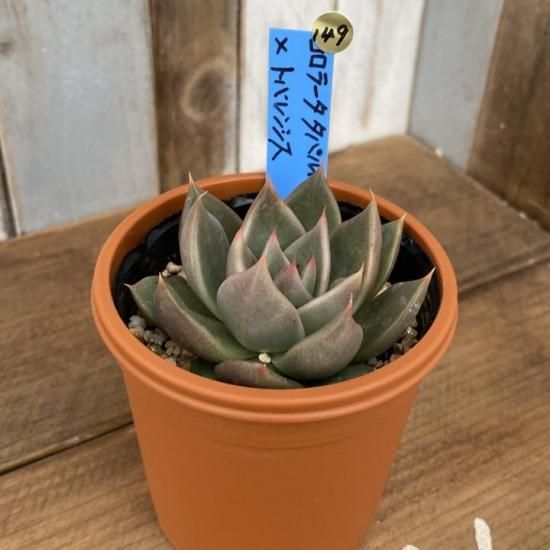 多肉植物 エケベリア コロラータサバス 大 エケベリア・セダム