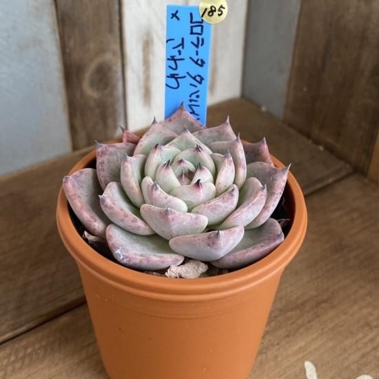 コロラータタパルパ×ざわわ 現物商品 - 多肉植物 人気の多肉植物 コロラータタパルパ×ざわわ 現物商品 - 多肉植物 人気の多肉植物