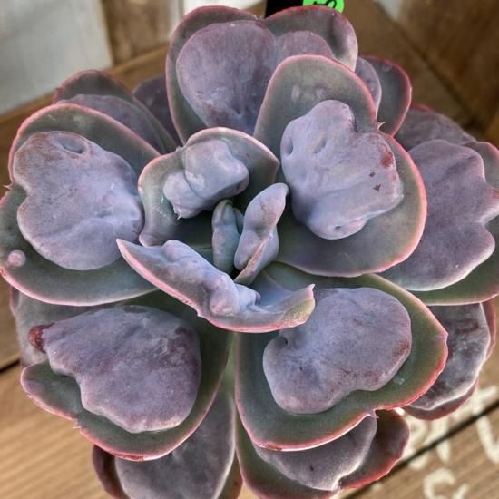 ハートデライト 現物商品 - 多肉植物 人気の多肉植物 多種類の