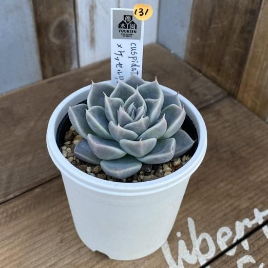 cuspidata Menchaca×ケッセルリンギアナ 現物商品 - 多肉植物
