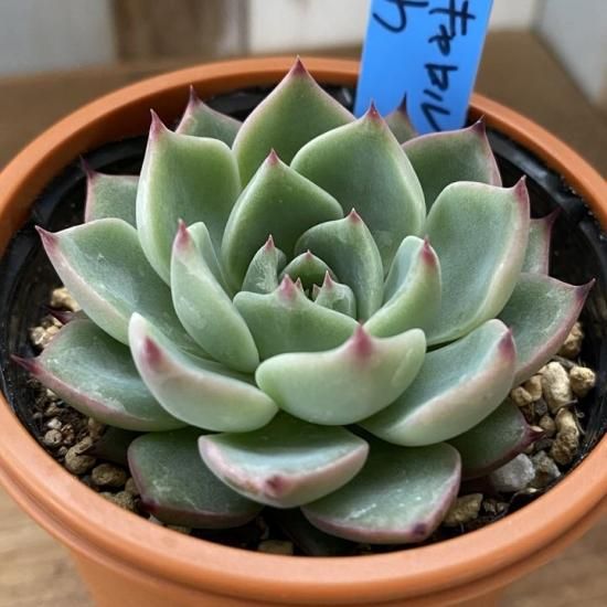 クリスマスキャロル×ざわわ 青札付き 多肉植物 エケベリア おらいさん