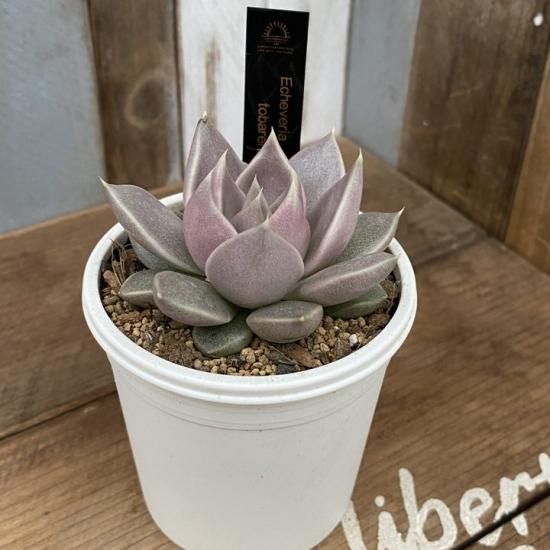 トバレンシス Tobar 現物商品 - 多肉植物 人気の多肉植物 多種類 トバレンシス Tobar 現物商品 - 多肉植物 人気の多肉植物 多種類
