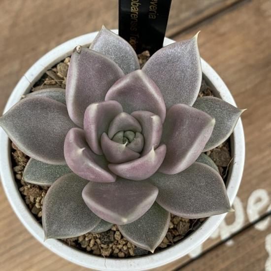 トバレンシス Tobar 現物商品 - 多肉植物 人気の多肉植物 多種類 トバレンシス Tobar 現物商品 - 多肉植物 人気の多肉植物 多種類