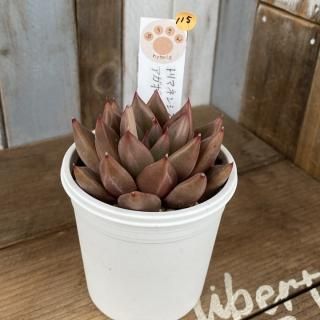 飯塚農園 - 多肉植物 人気の多肉植物 多種類の多肉植物通販専門