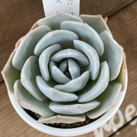 100％安い ルンヨニー×ラウイ 現物商品 - 多肉植物 人気の多肉植物 多種類 エケベリア・セダム