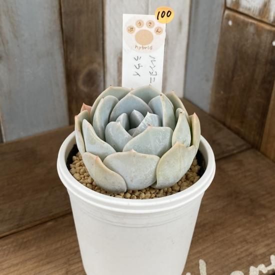 ルンヨニー×ラウイ 現物商品 - 多肉植物 人気の多肉植物 多種類 ルンヨニー×ラウイ 現物商品 - 多肉植物 人気の多肉植物 多種類