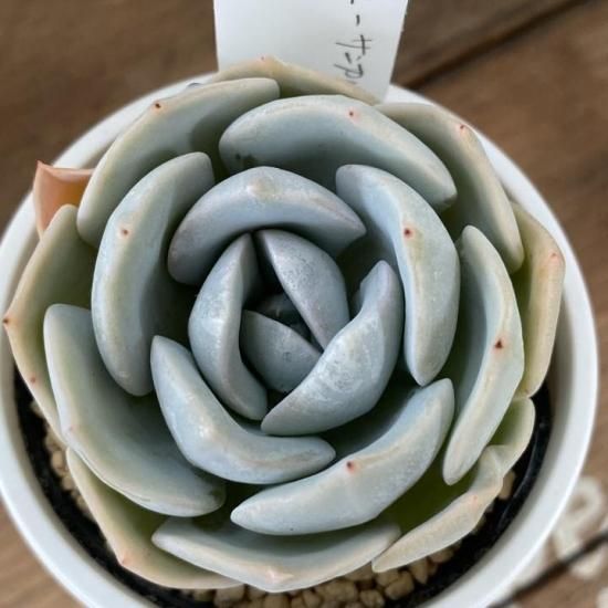 送料無料 いくらから ルンヨニー×ラウイ 現物商品 - 多肉植物 人気の多肉植物 多種類 エケベリア・セダム