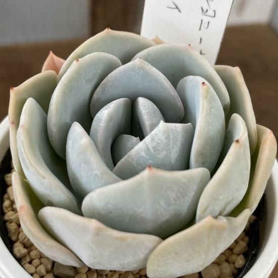 ルンヨニー×ラウイ 現物商品 - 多肉植物 人気の多肉植物 多種類 ルンヨニー×ラウイ 現物商品 - 多肉植物 人気の多肉植物 多種類