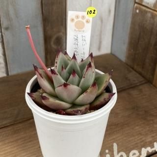 飯塚農園 - 多肉植物 人気の多肉植物 多種類の多肉植物通販専門 飯塚農園 - 多肉植物 人気の多肉植物 多種類の多肉植物通販専門