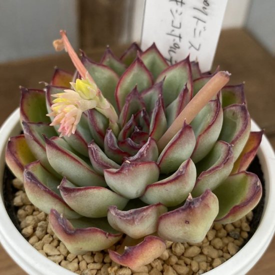 プリドニス×メキシコポルデンシス 現物商品 - 多肉植物 人気の多肉植物