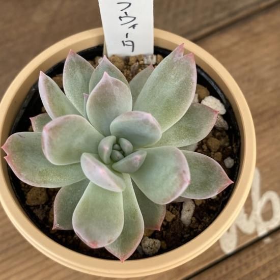 エケベリア ラウィータ - 多肉植物 人気の多肉植物 多種類の多肉植物 ...