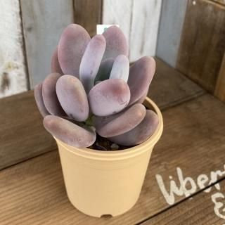 パクさん苗 ペロタ オビフェルム アメチスチヌム パキフィツム