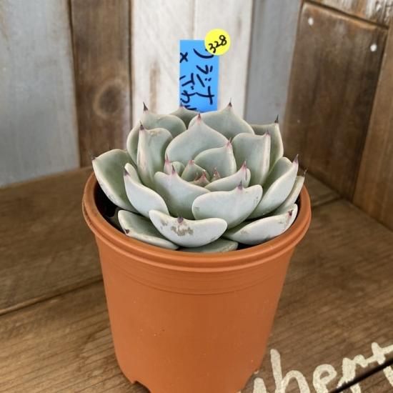 （ノバ×リラシナ）×ざわわ　おらいさん苗　多肉 ノバ×リラシナ）×ざわわ おらいさん苗 多肉