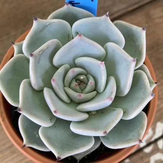 リラシナ×ざわわ 現物商品 - 多肉植物 人気の多肉植物 多種類の