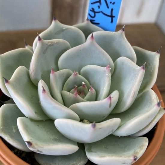 リラシナ×ざわわ 現物商品 - 多肉植物 人気の多肉植物 多種類の多肉