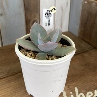 優木園 - 多肉植物 人気の多肉植物 多種類の多肉植物通販専門店 優木園 - 多肉植物 人気の多肉植物 多種類の多肉植物通販専門店