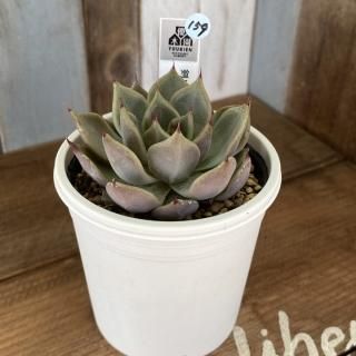 優木園 - 多肉植物 人気の多肉植物 多種類の多肉植物通販専門店