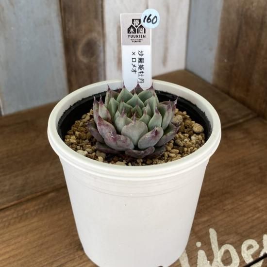 沙羅姫牡丹×ロメオ 現物商品 - 多肉植物 人気の多肉植物 多種類の多肉