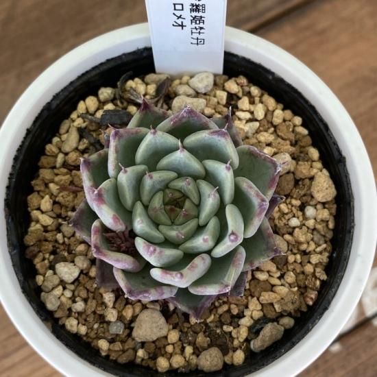 沙羅姫牡丹×ロメオ 現物商品 - 多肉植物 人気の多肉植物 多種類の多肉