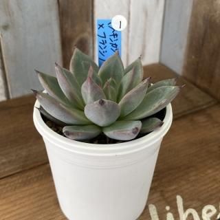 ʥᥭߥ饴)ߥե󥷥Ρʪ