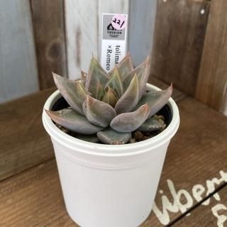 優木園 - 多肉植物 人気の多肉植物 多種類の多肉植物通販専門店