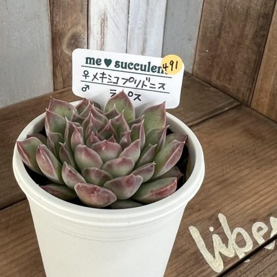 メキシコプリドニス×チワワエンシス 葉挿しっ子 抜き苗 多肉植物 メキシコプリドニス×チワワエンシス 葉挿しっ子 抜き苗 多肉植物