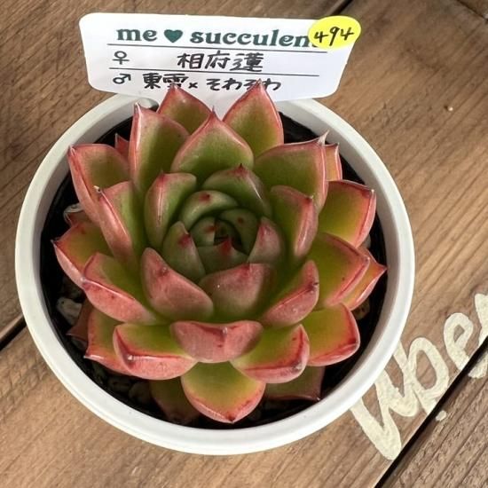 相府蓮×（東雲×そわそわ） 現物商品 - 多肉植物 人気の多肉植物 多種類