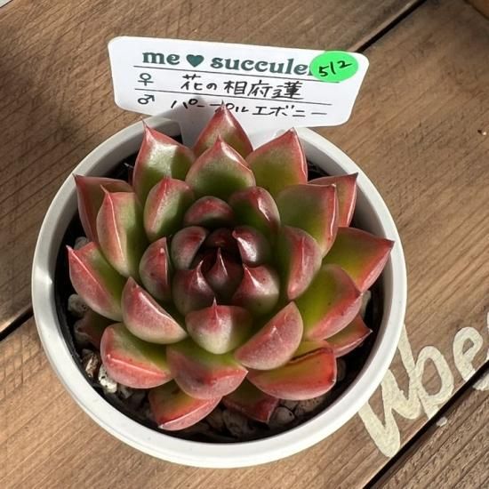 花の相府蓮×パープルエボニー 現物商品 - 多肉植物 人気の多肉植物 多