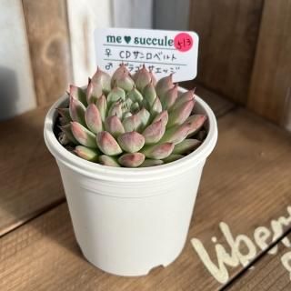 韓国苗♪ノーブル♪カット苗♪