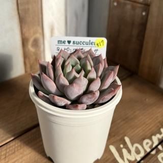 raulensisu 中(韓国苗) The charm of Korean succulent seedlings explodes - YouTube