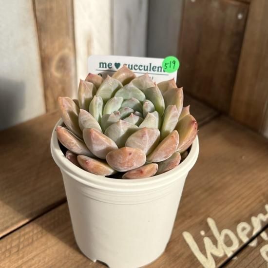 多肉植物 ラウリンゼ×ラパス
