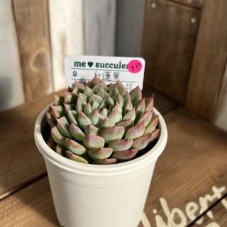 ティッピー×ベンバディス　韓国苗 2025年最新】ベンバディスの人気アイテム - メルカリ