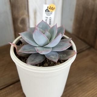 優木園苗 ザラゴーサSPノバ 希少 優木園 - 多肉植物 人気の多肉