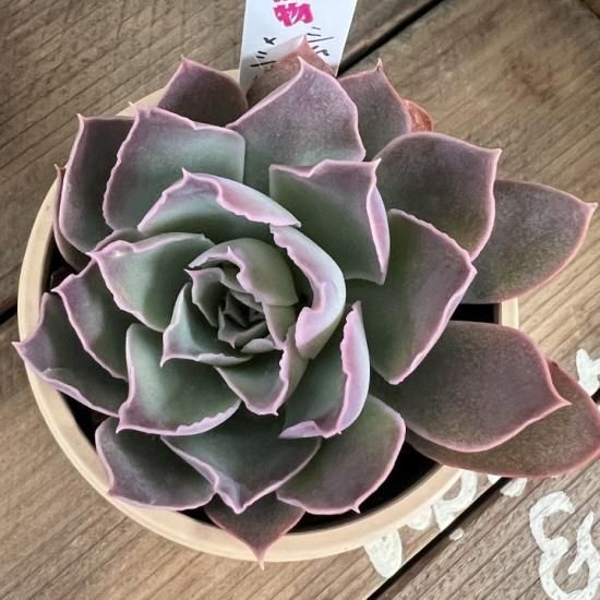 シムランスラグナサンチェス×シャビアナペレグリナ - 多肉植物 人気の