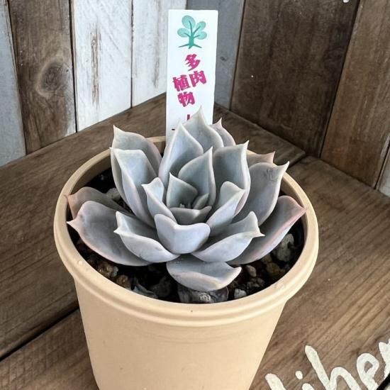 エケベリア リラシナ - 多肉植物 人気の多肉植物 多種類の多肉植物通販