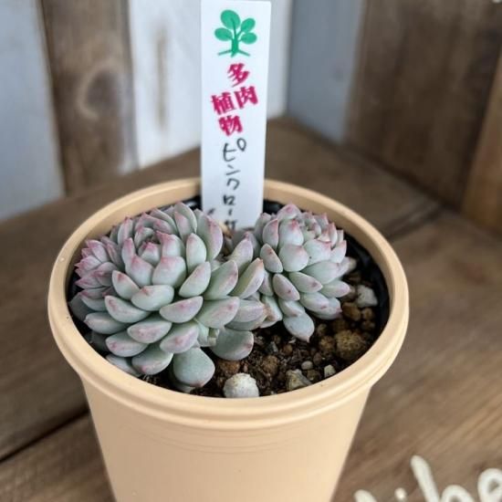 エケベリア ピンクローサ - 多肉植物 人気の多肉植物 多種類の エケベリア ピンクローサ - 多肉植物 人気の多肉植物 多種類の