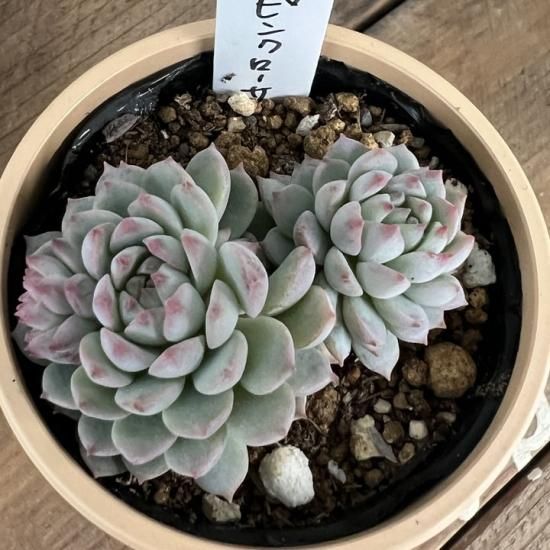 エケベリア ピンクローサ - 多肉植物 人気の多肉植物 多種類の